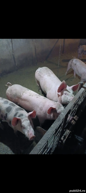  Purceii 80 90 100 120 200 kg - imagine 4