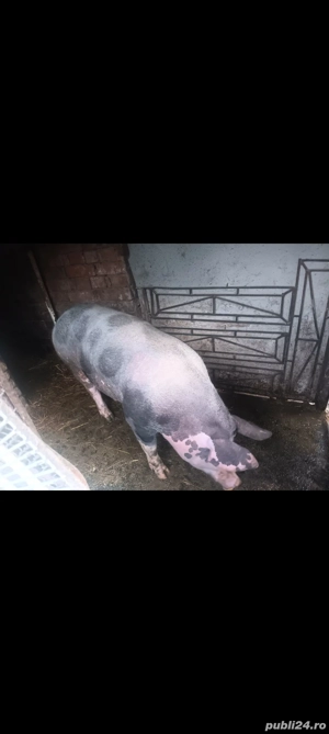  Purceii 80 90 100 120 200 kg - imagine 3