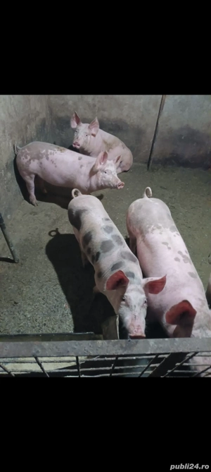  Purceii 80 90 100 120 200 kg - imagine 5