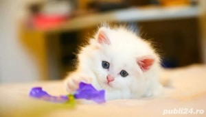 british white mascul si femela