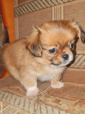 vand cățel pechinez - imagine 4