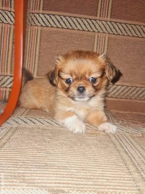 vand cățel pechinez - imagine 3