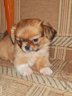 vand cățel pechinez - imagine 2