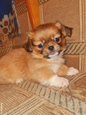 vand cățel pechinez