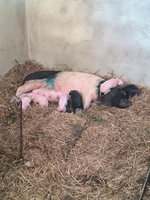 Porci de vânzare  - imagine 3