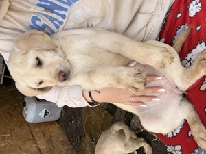 Pui de Labrador Retriever  - imagine 2