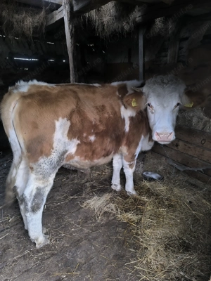 Porci de vânzare  - imagine 2