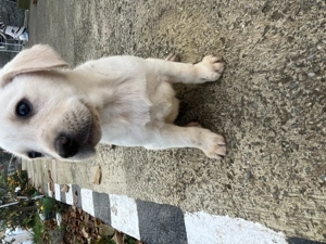 Pui de Labrador Retriever  - imagine 4