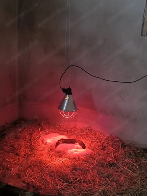 Porci de vânzare  - imagine 4