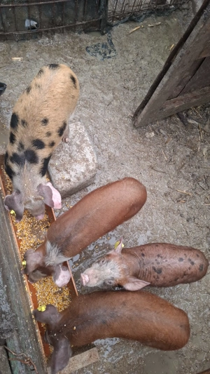 Purceluși rasa duroc cu pietrain  - imagine 5