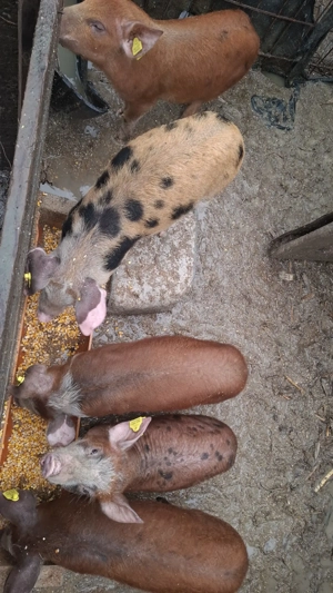 Purceluși rasa duroc cu pietrain  - imagine 4
