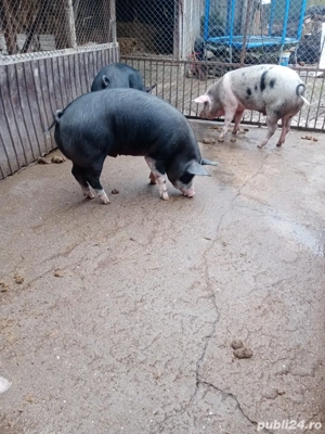 Porci grasi  - imagine 2