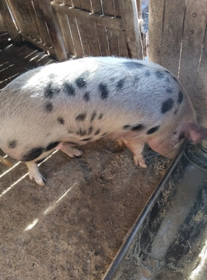 Purcea petrean - imagine 2