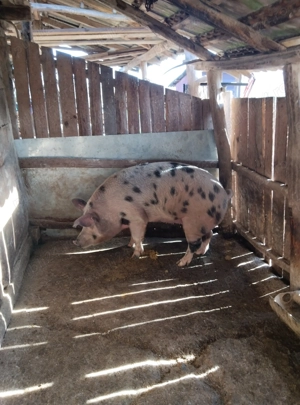 Purcea petrean - imagine 3