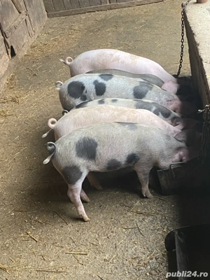 purcei de vanzare - imagine 2