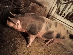 Porc de vânzare  - imagine 3