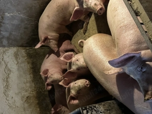 Porci de vânzare între 100-140kg - imagine 3