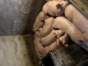 Porci de vânzare între 100-140kg - imagine 4