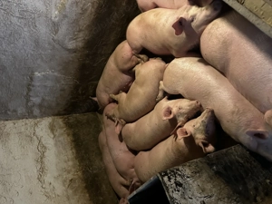 Porci de vânzare între 100-140kg - imagine 5