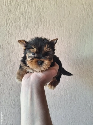 Yorkshire Terrier Toy de rasa pura cu vaccin și deparazitați și carnet se pot vedea și părinți. 
