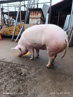Porc de vanzare - imagine 2