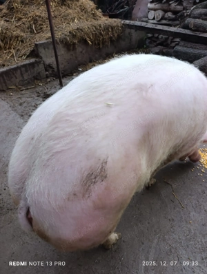 Porc de vanzare - imagine 3