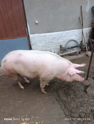 Porc de vanzare - imagine 4