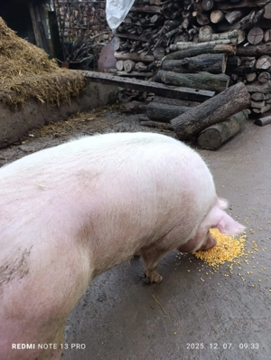 Porc de vanzare - imagine 5