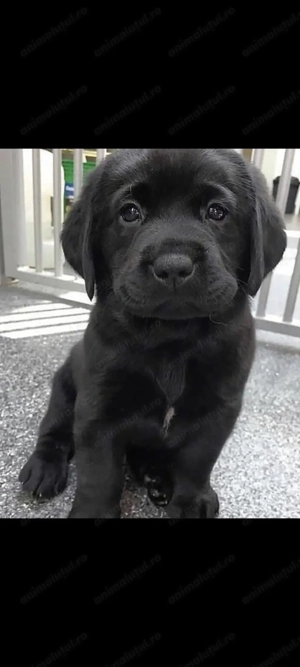 Labrador retriver fetite și băieței negri și auri - imagine 2