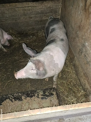 Vand porc de casa 