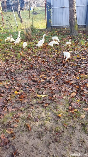 Vand Rate Indiene Alegratoare