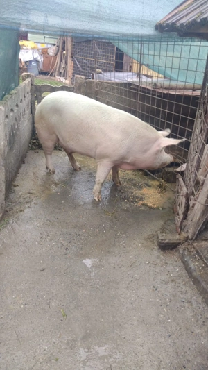 Vand porci de 100kg si de 250kg