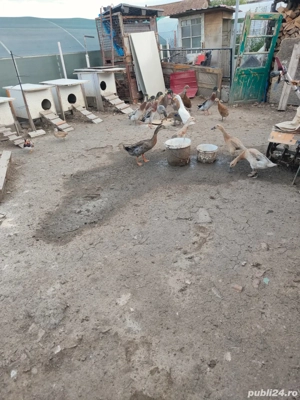 vând rate indiene  familie 2+1 sau 