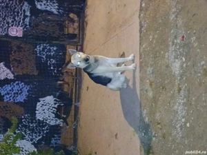 Donez caine lup - imagine 2