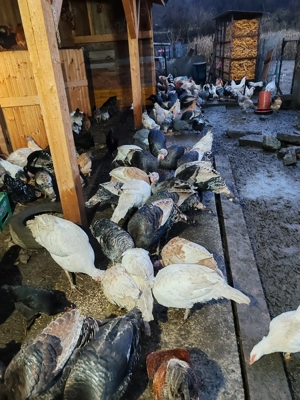 Curcani și curci de vînzare  - imagine 2