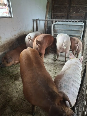 Vând porci 120-200 - imagine 2