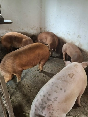 Vând porci 120-200 - imagine 4