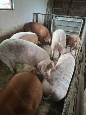 Vând porci 120-200 - imagine 3