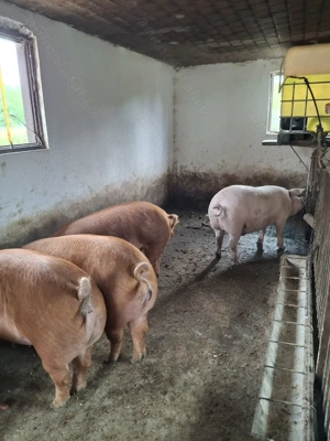 Vând porci 120-200 - imagine 5