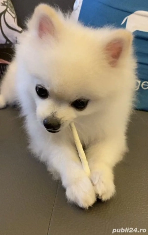 Pomeranian frumoși - imagine 3