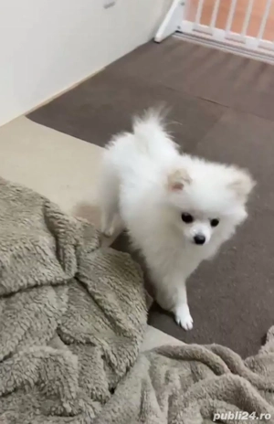 Pomeranian frumoși - imagine 4