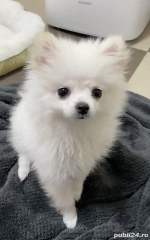 Pomeranian frumoși - imagine 2