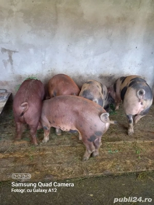 vanzare porci - imagine 2