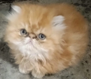 Pisicuți persan orange