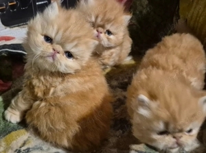 Pisicuți persan orange - imagine 2