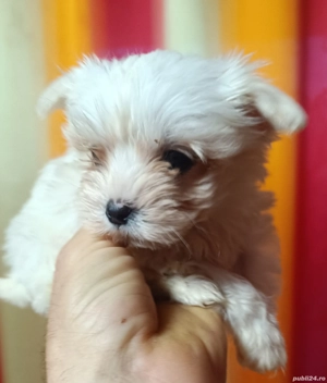 Cățeluși Bichon Maltez(Minitoy)