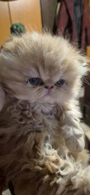 Pisicuți persan orange - imagine 4