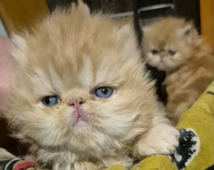 Pisicuți persan orange - imagine 3