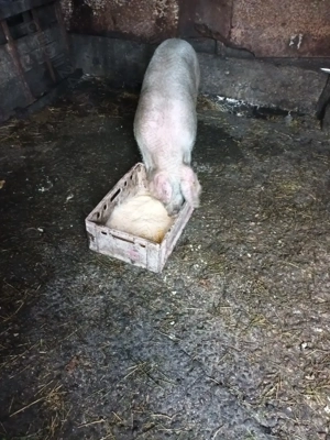 Vând  doi porci  - imagine 3