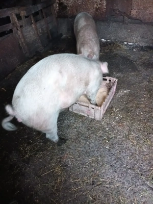 Vând  doi porci  - imagine 2